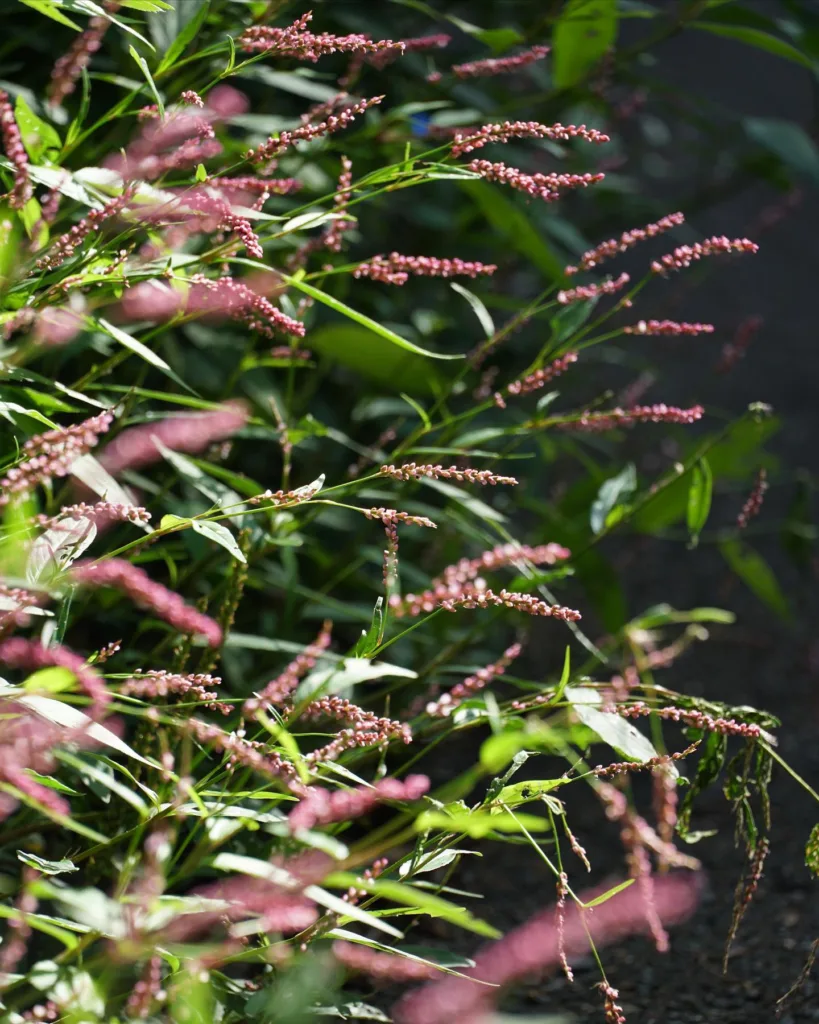 Persicaria Longiseta