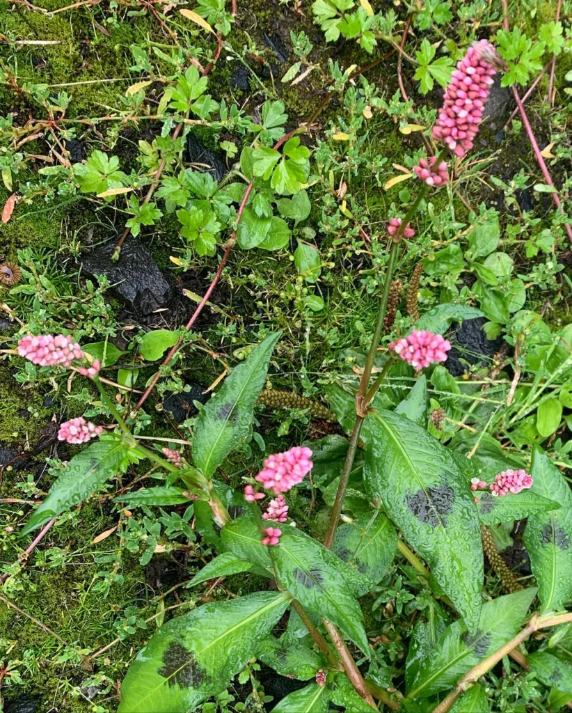 Persicaria Virginiana