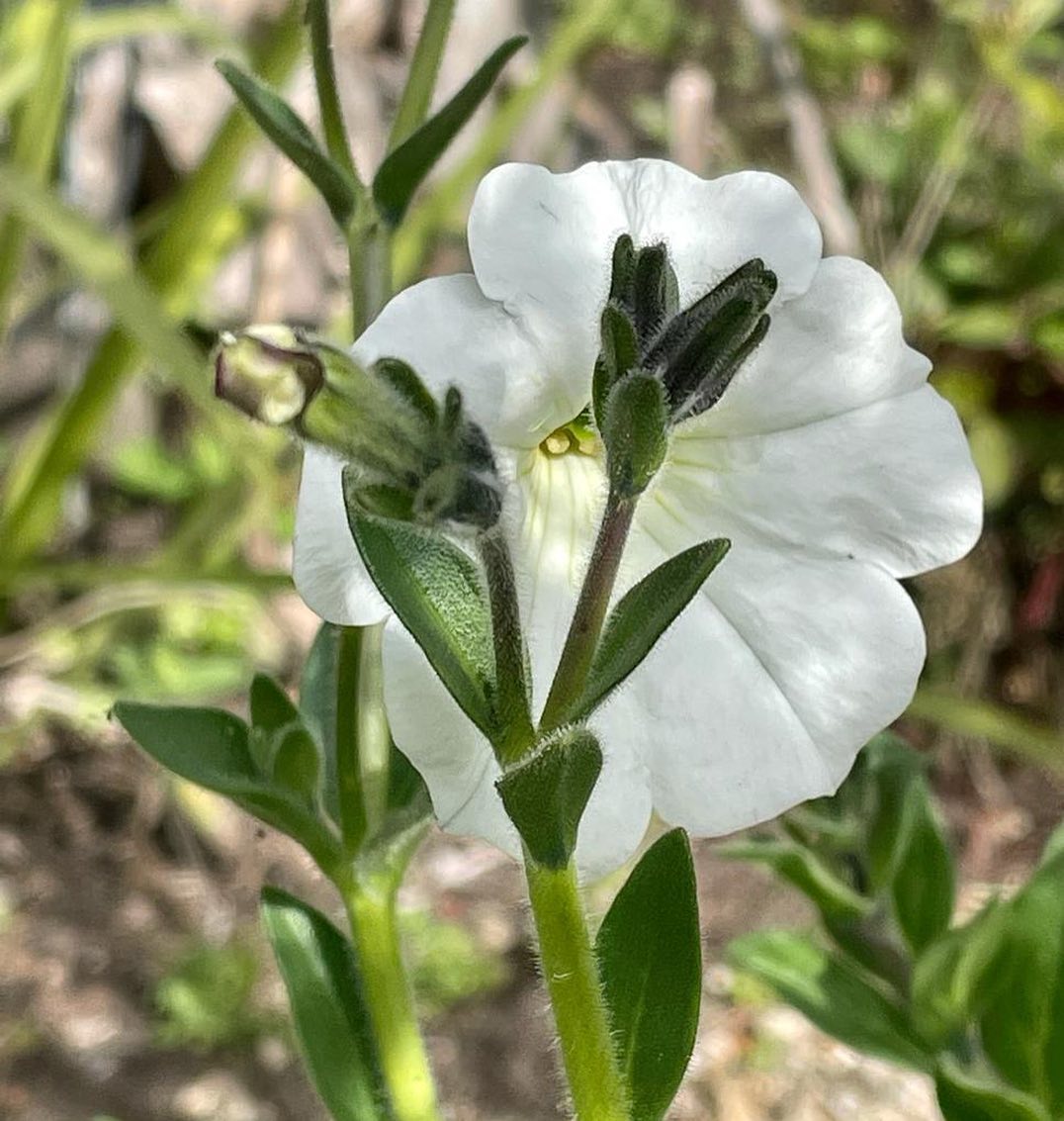 Petunia Axillaris