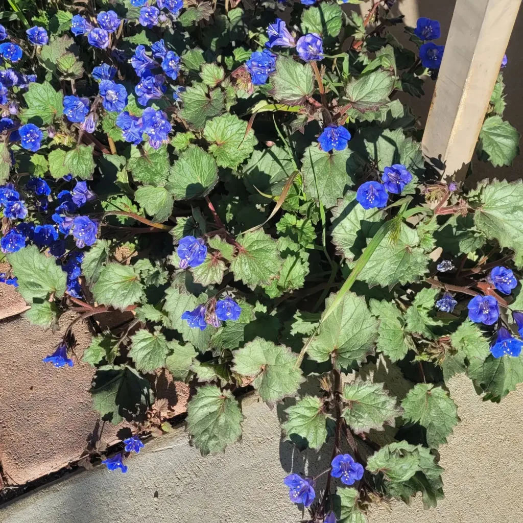 Phacelia Campanularia