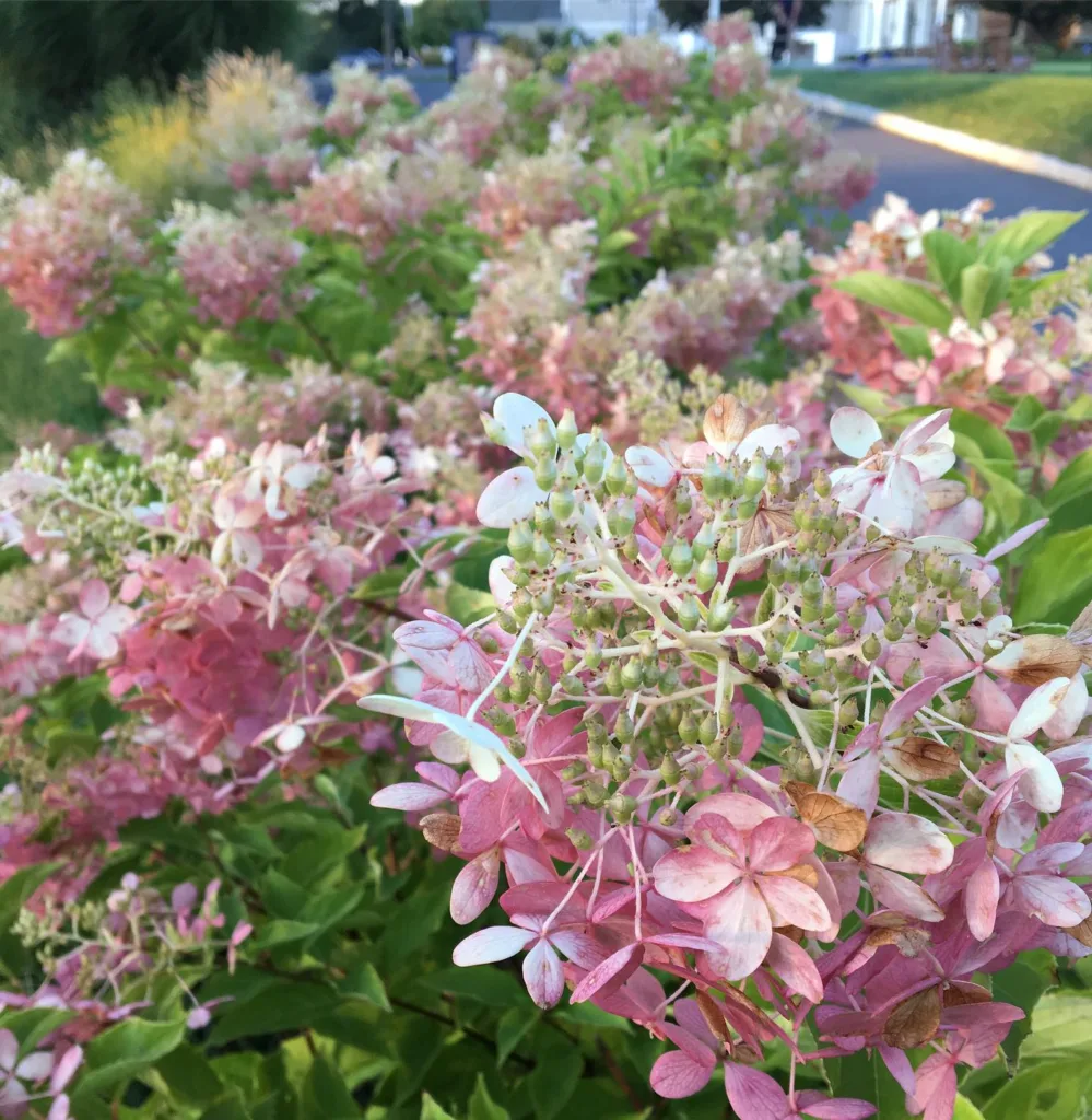 Phantom Hydrangea