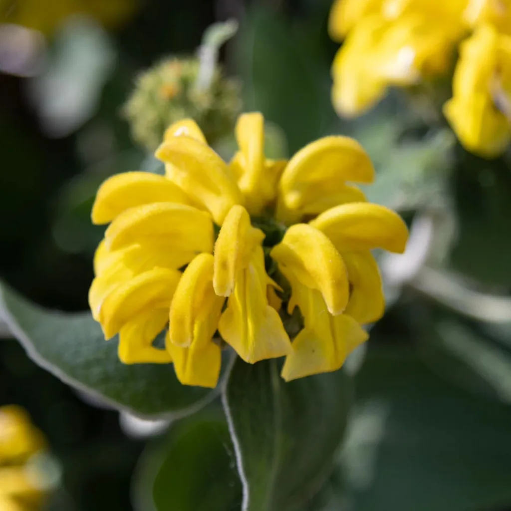 Phlomis Fruticosa