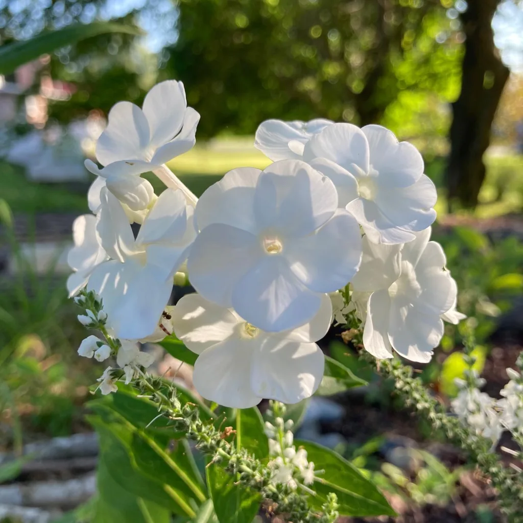 Phlox David