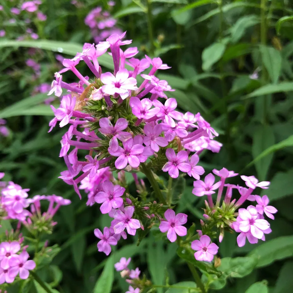 Phlox Jeana