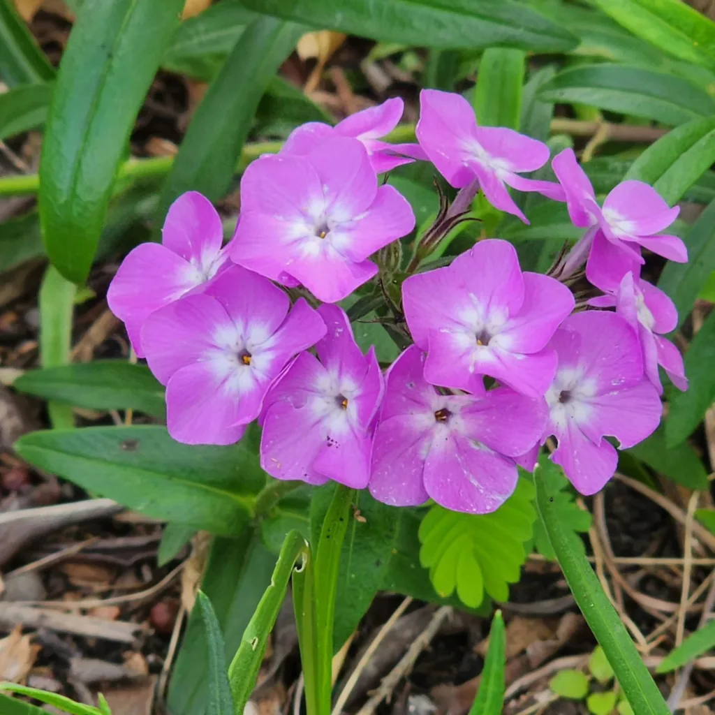 Plant Family: Cynomoriaceae - Cynomorium Coccineum in Genus Cynomorium