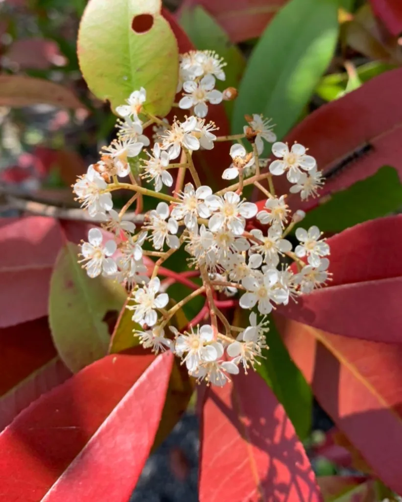 Photinia Glabra