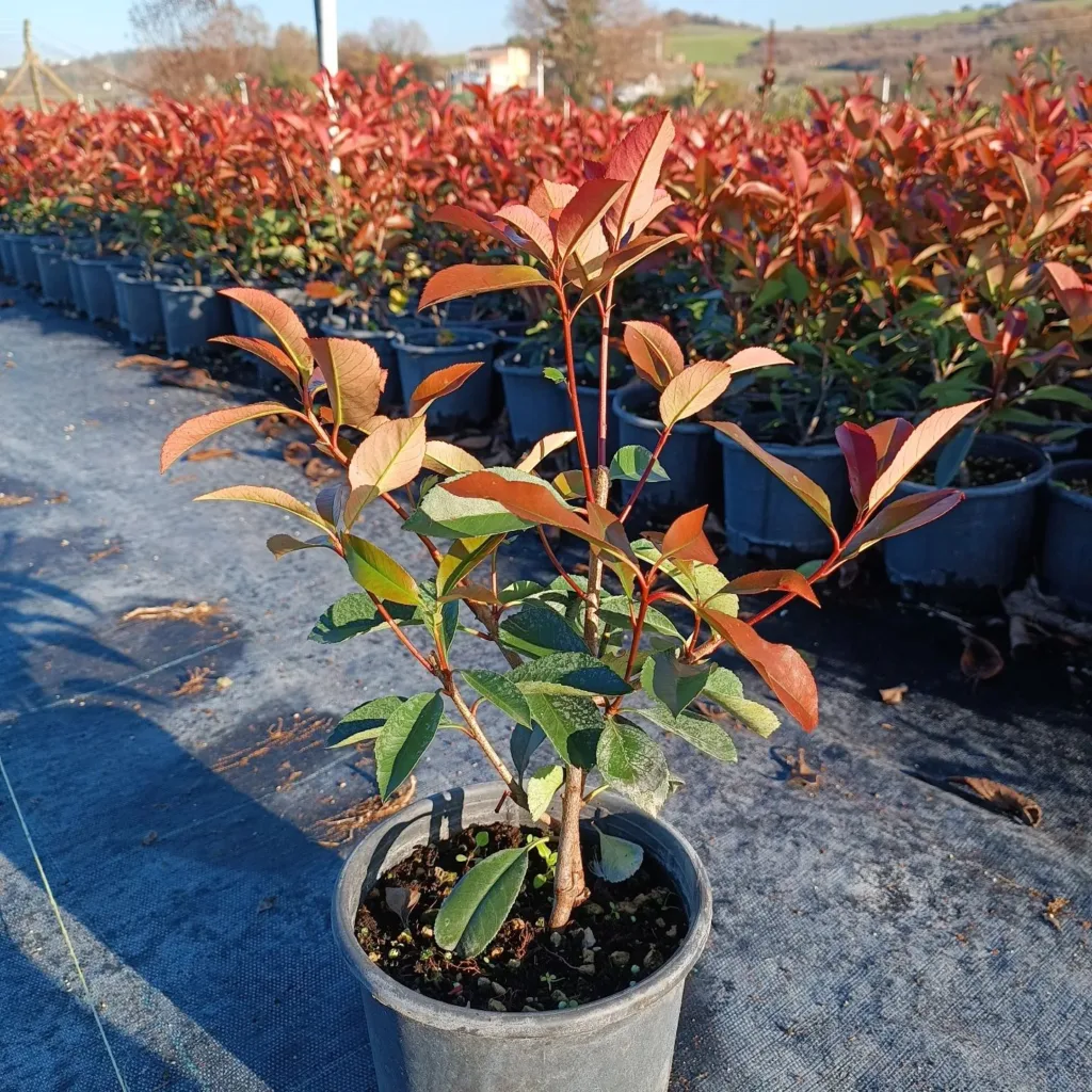 Photinia Red Robin