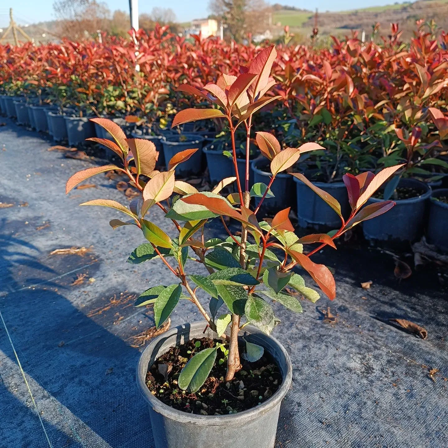 Plant FAQs Photinia Red Robin