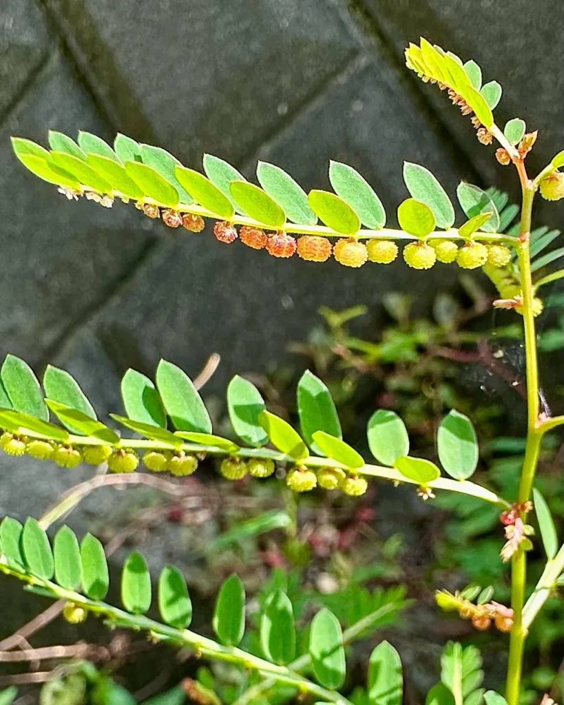 Phyllanthus Urinaria