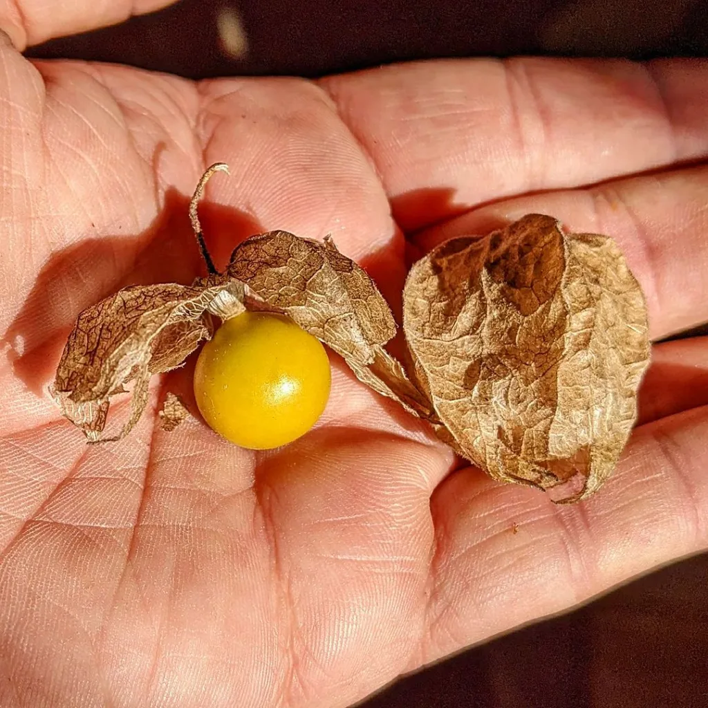 Physalis Heterophylla