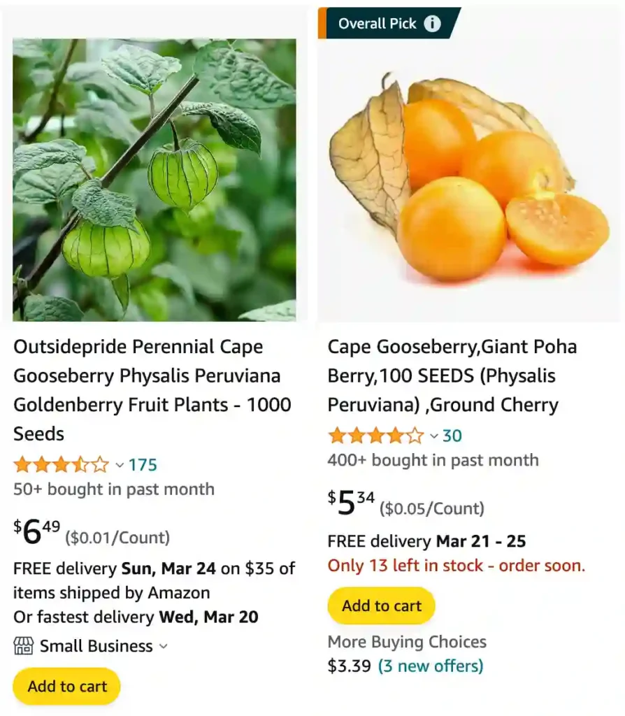 Physalis Peruviana | Monsteraholic