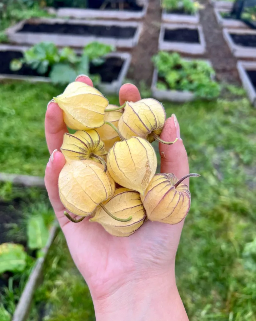 Physalis Peruviana