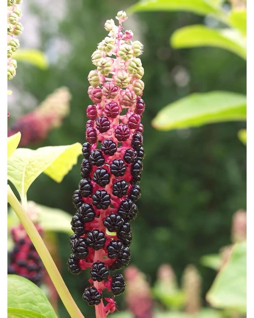 Phytolacca Acinosa