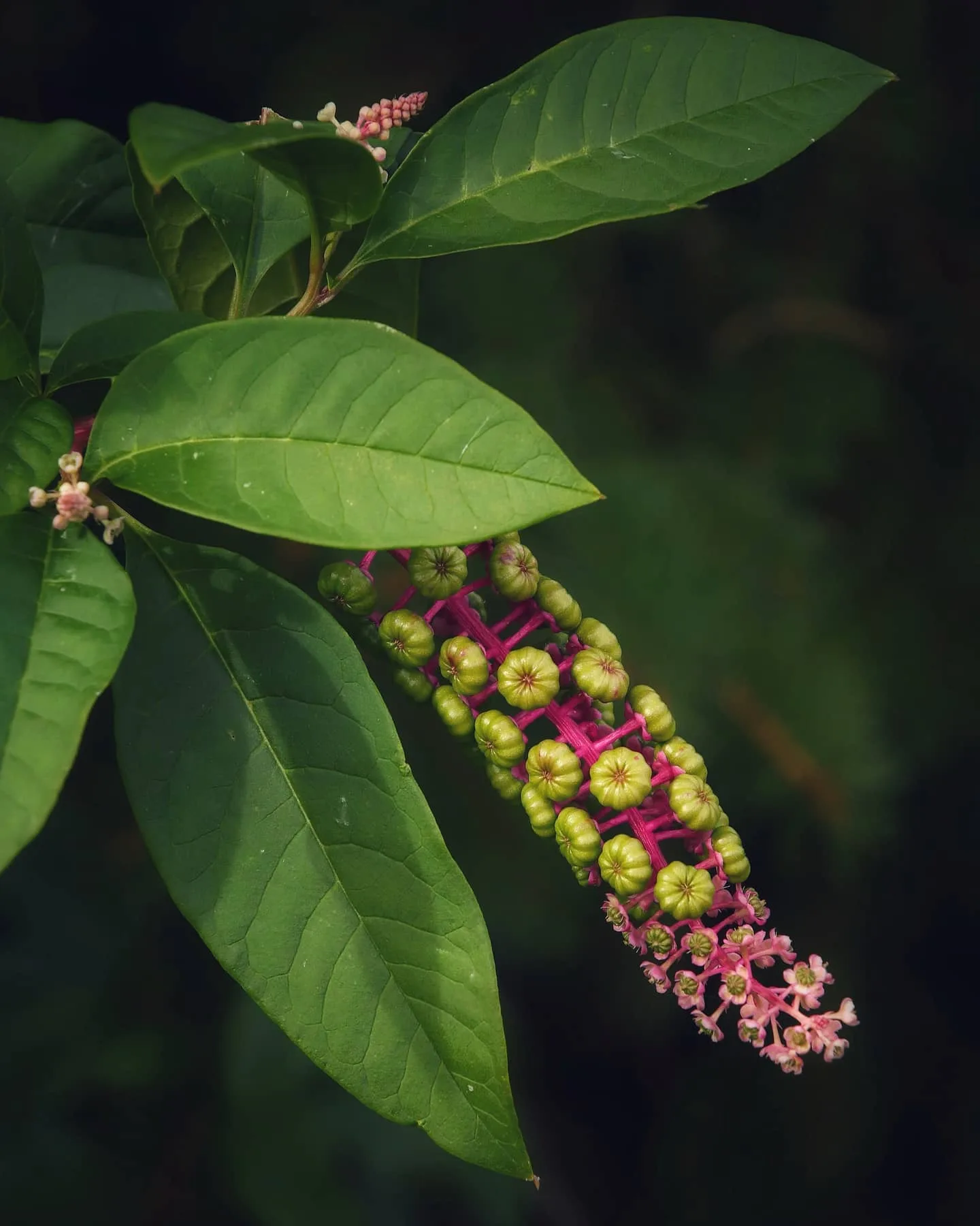 Plant FAQs Phytolacca Icosandra Button Pokeweed