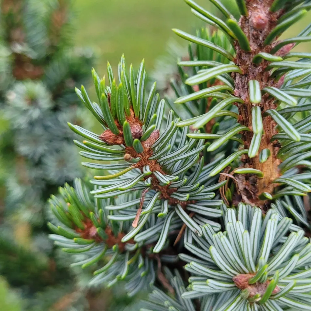 Picea Omorika