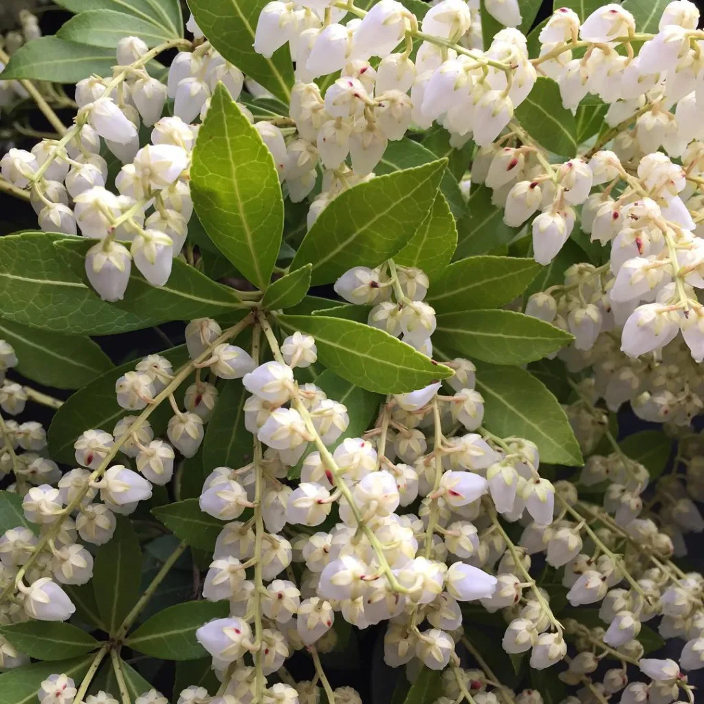 Pieris Cavatine