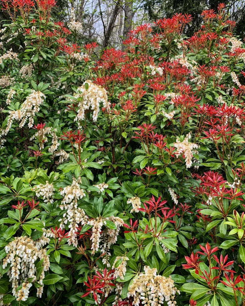 Pieris Mountain Fire