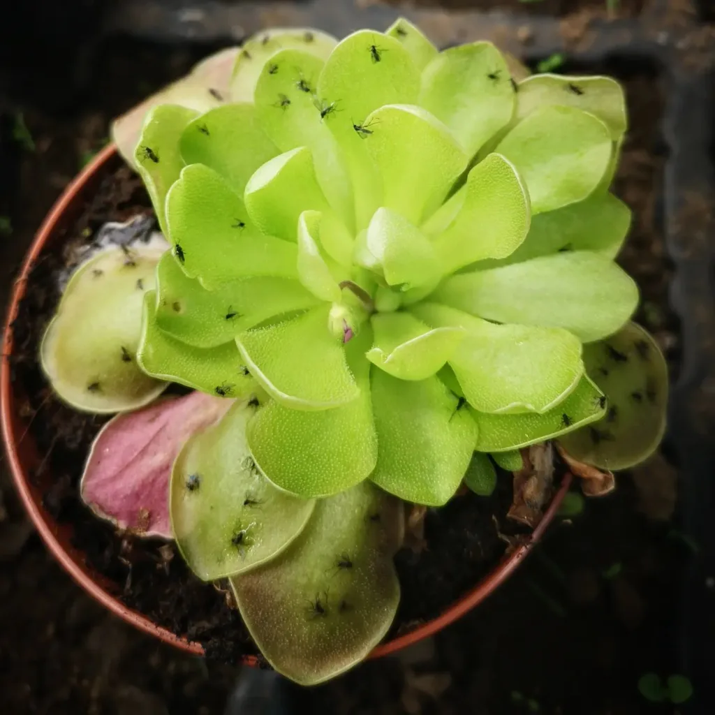 Pinguicula Vulgaris