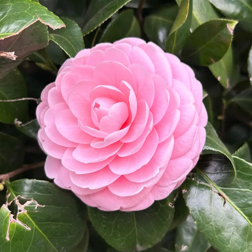 Pink Perfection Camellia