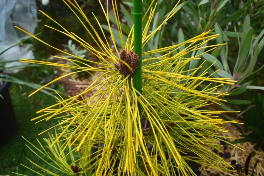 Pinus Densiflora