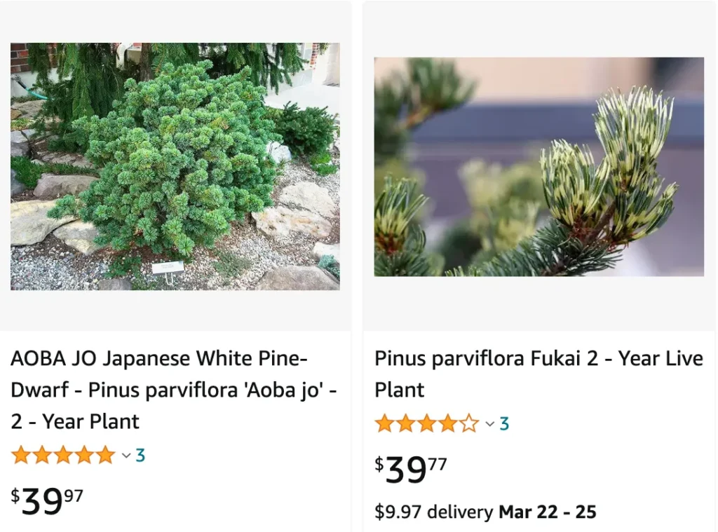 Pinus Parviflora | Monsteraholic
