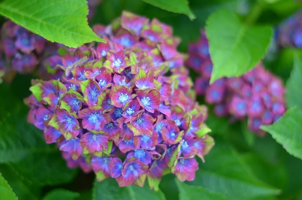 Pistachio Hydrangea