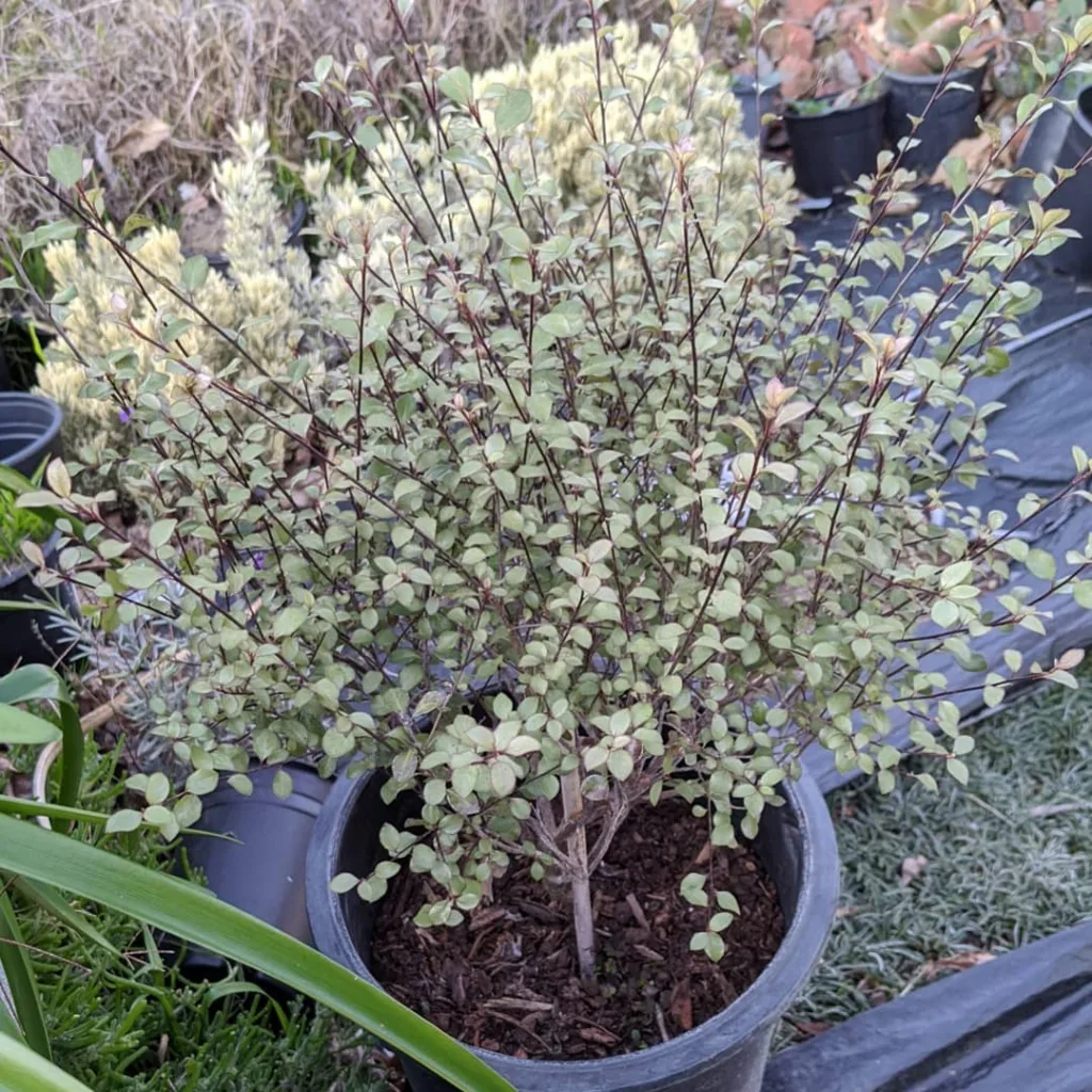 Pittosporum Silver Sheen