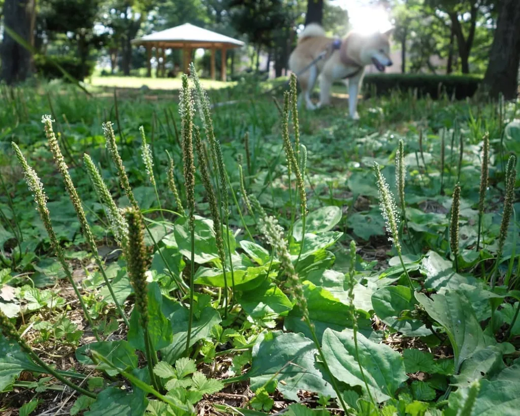 Plantago Asiatica