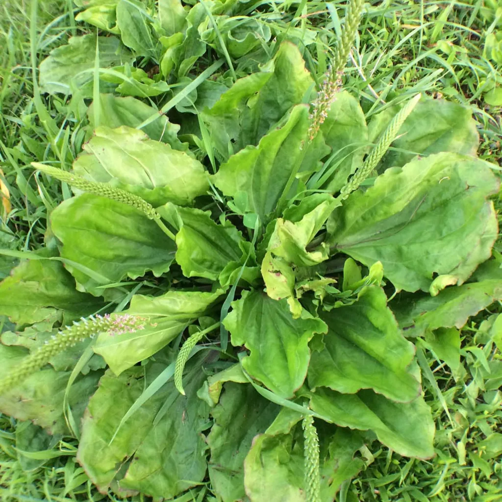 Plantago Rugelii