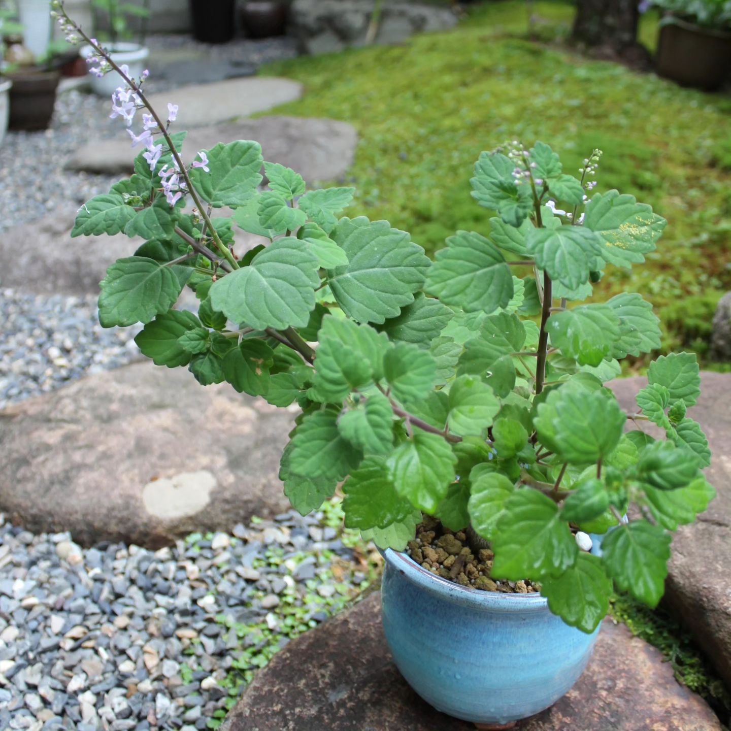 Plectranthus Ernstii