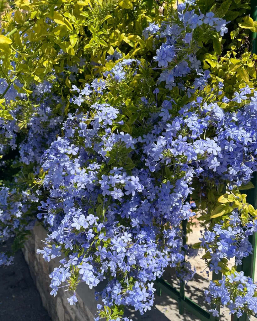 Plumbago Imperial Blue