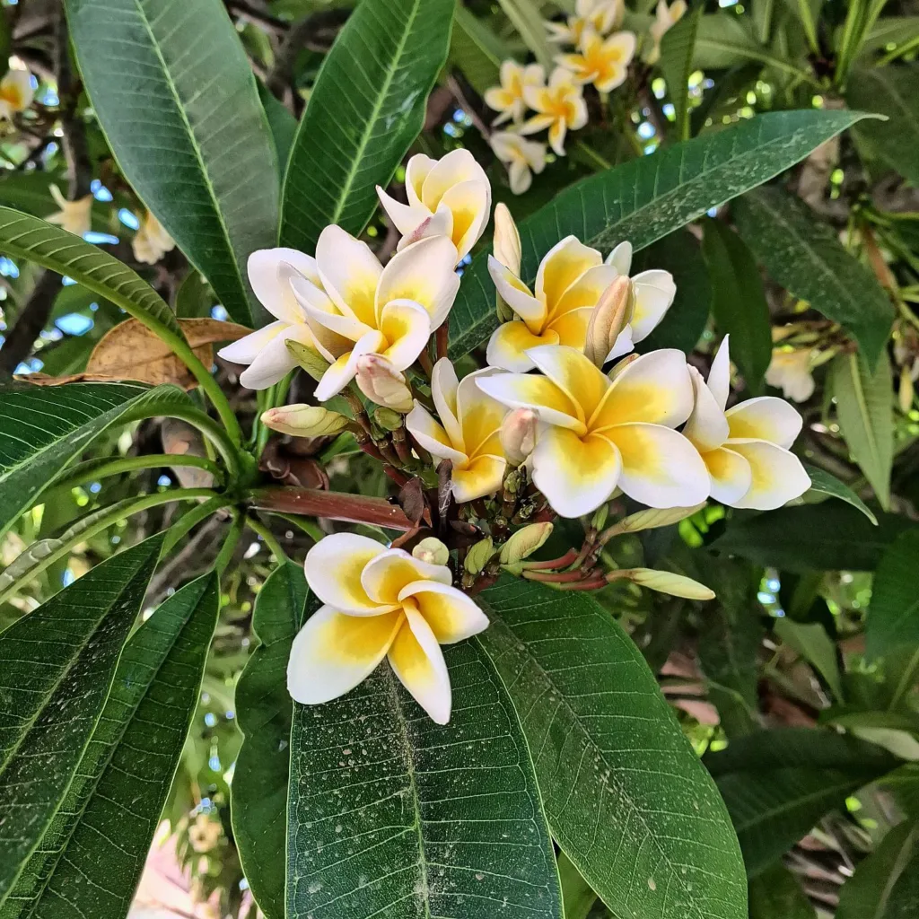 Plumeria Alba