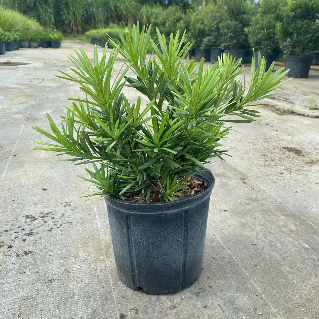 Podocarpus Pringles