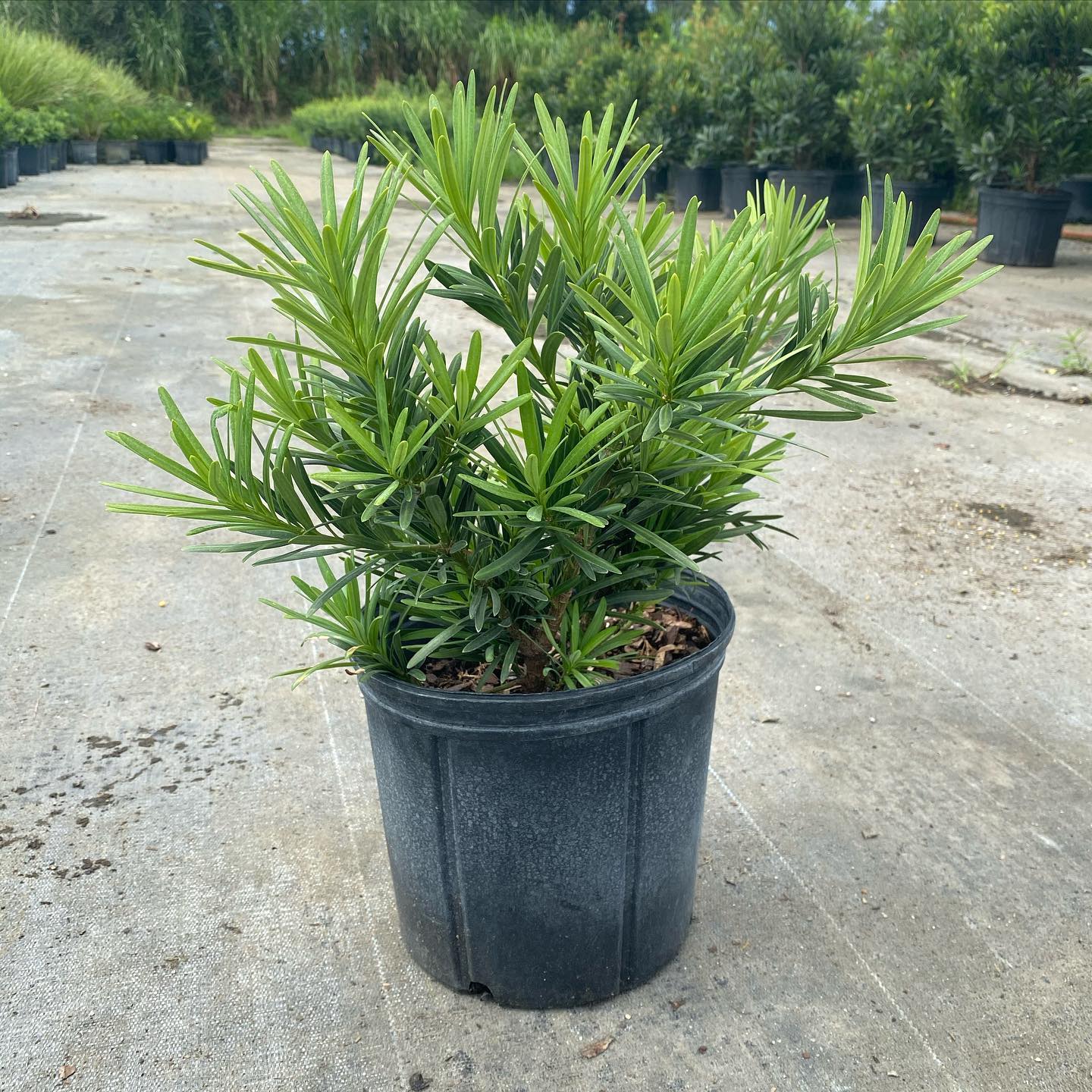 Plant 101: Podocarpus Pringles