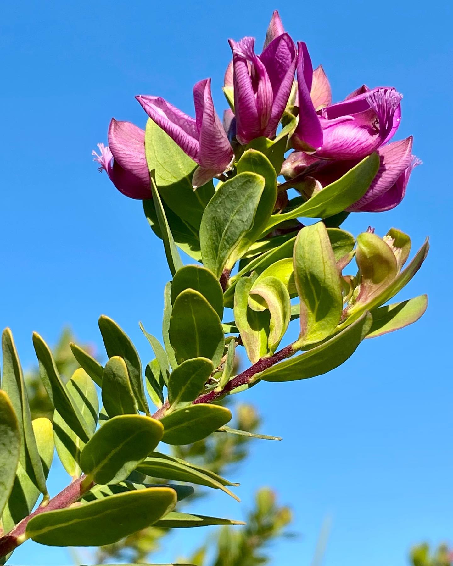 Plant FAQs: Polygala Myrtifolia