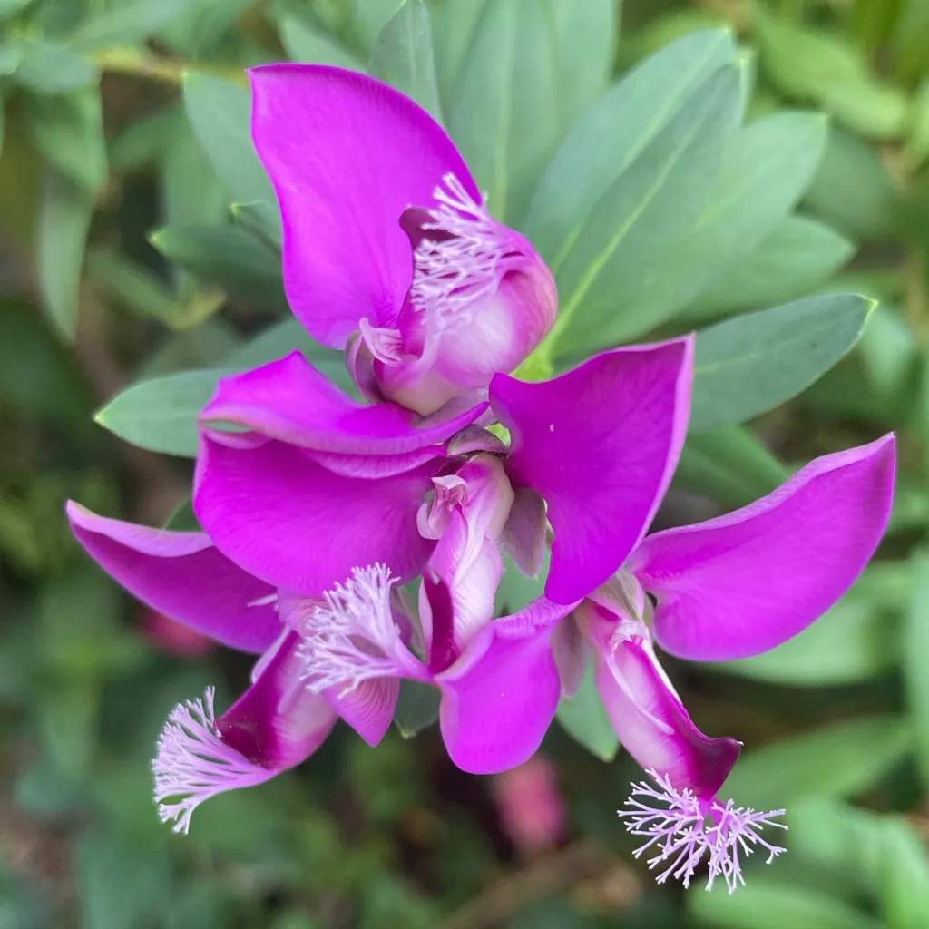 Polygala