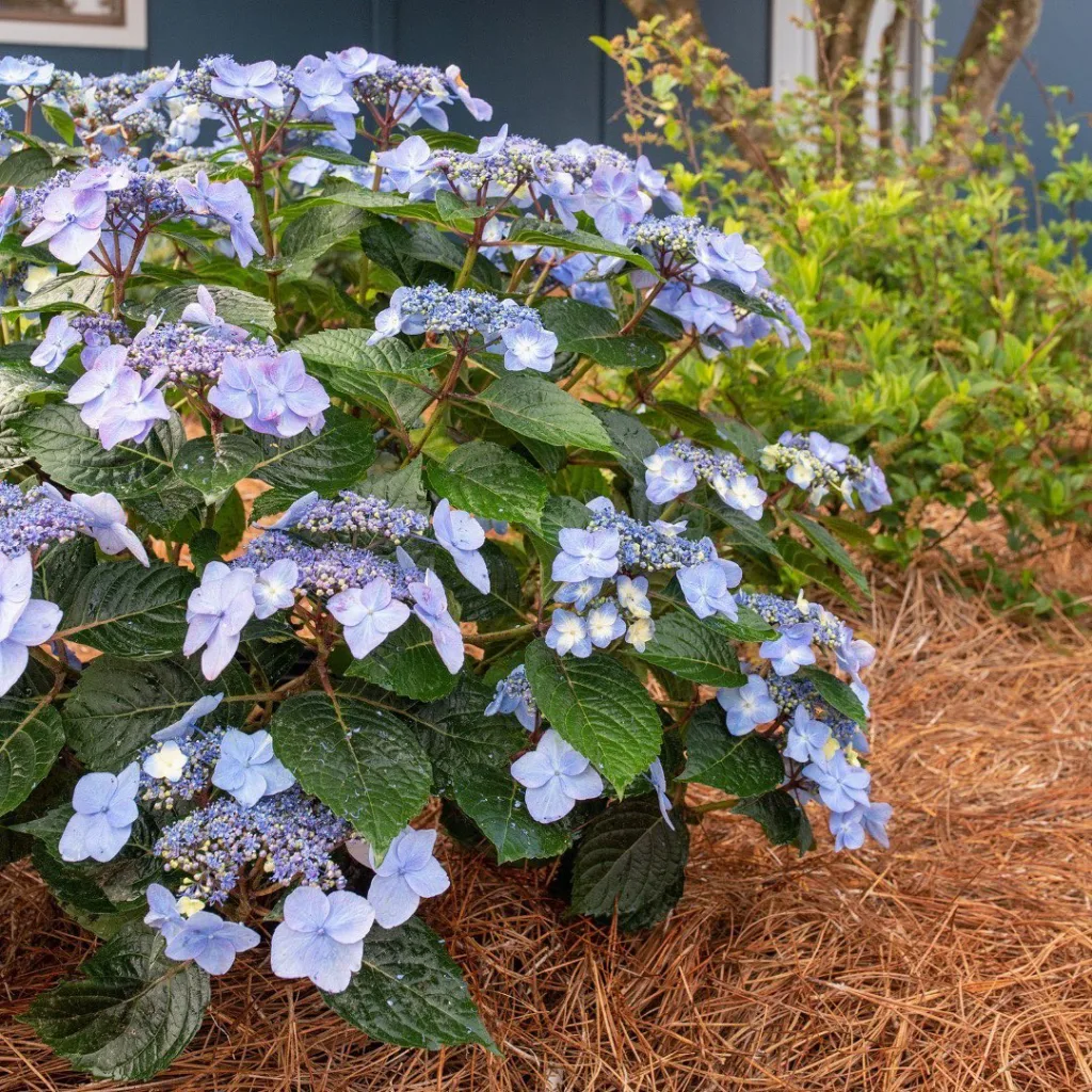 Pop Star Hydrangea