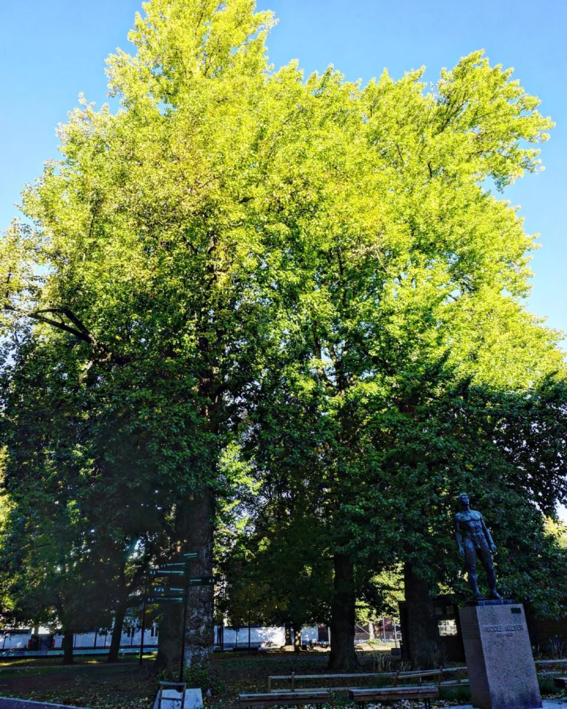 Populus Trichocarpa