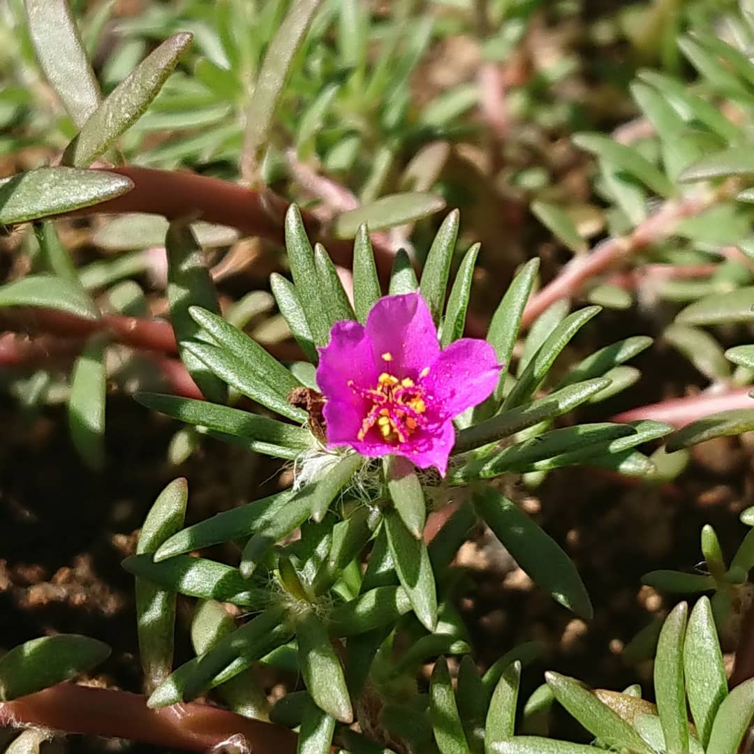 Plant FAQs: Portulaca Pilosa