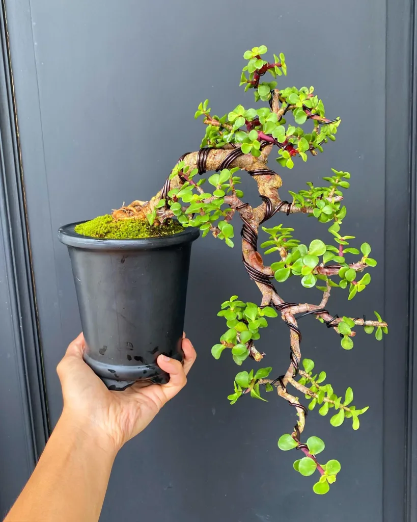 Portulacaria Afra Bonsai