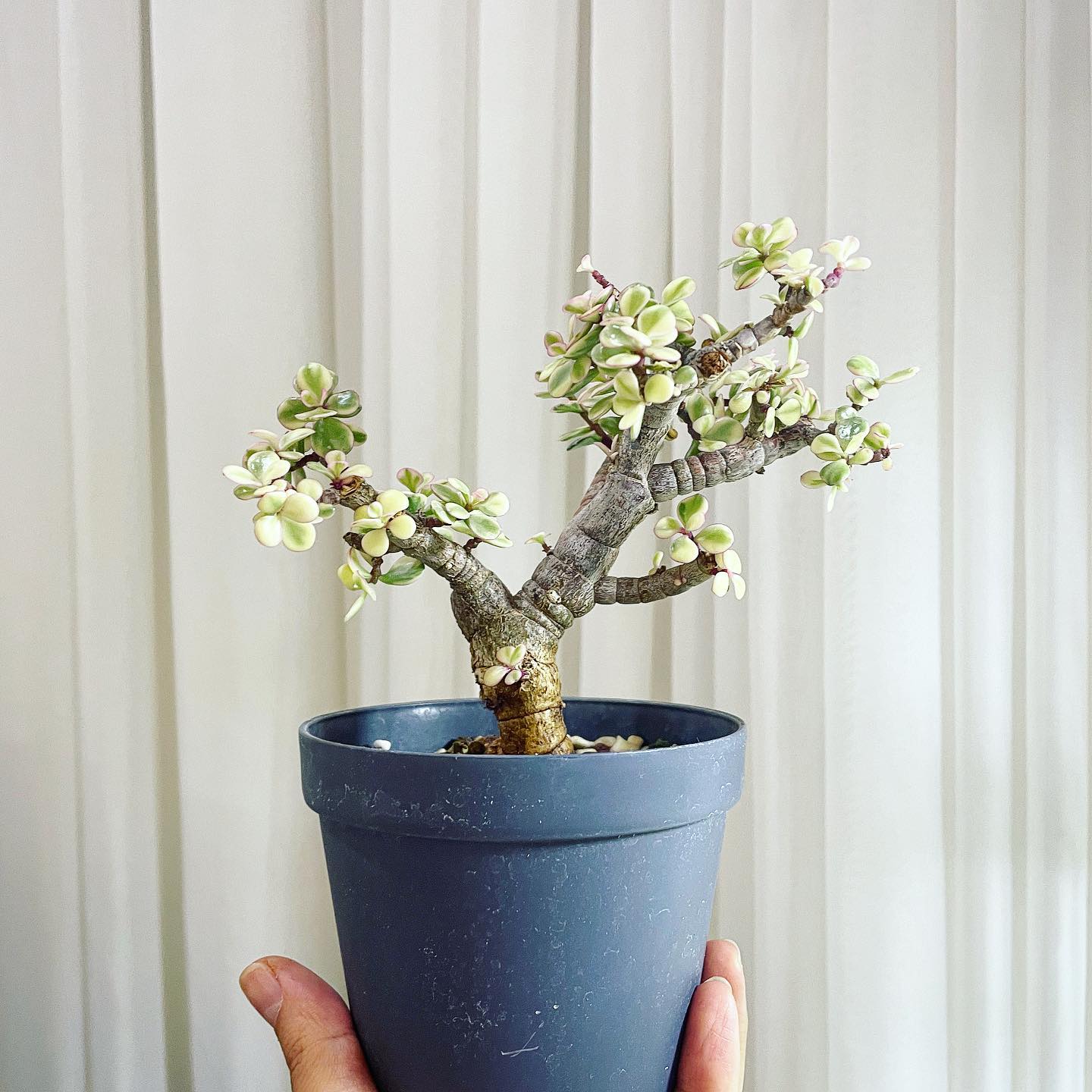 Portulacaria Afra Variegata