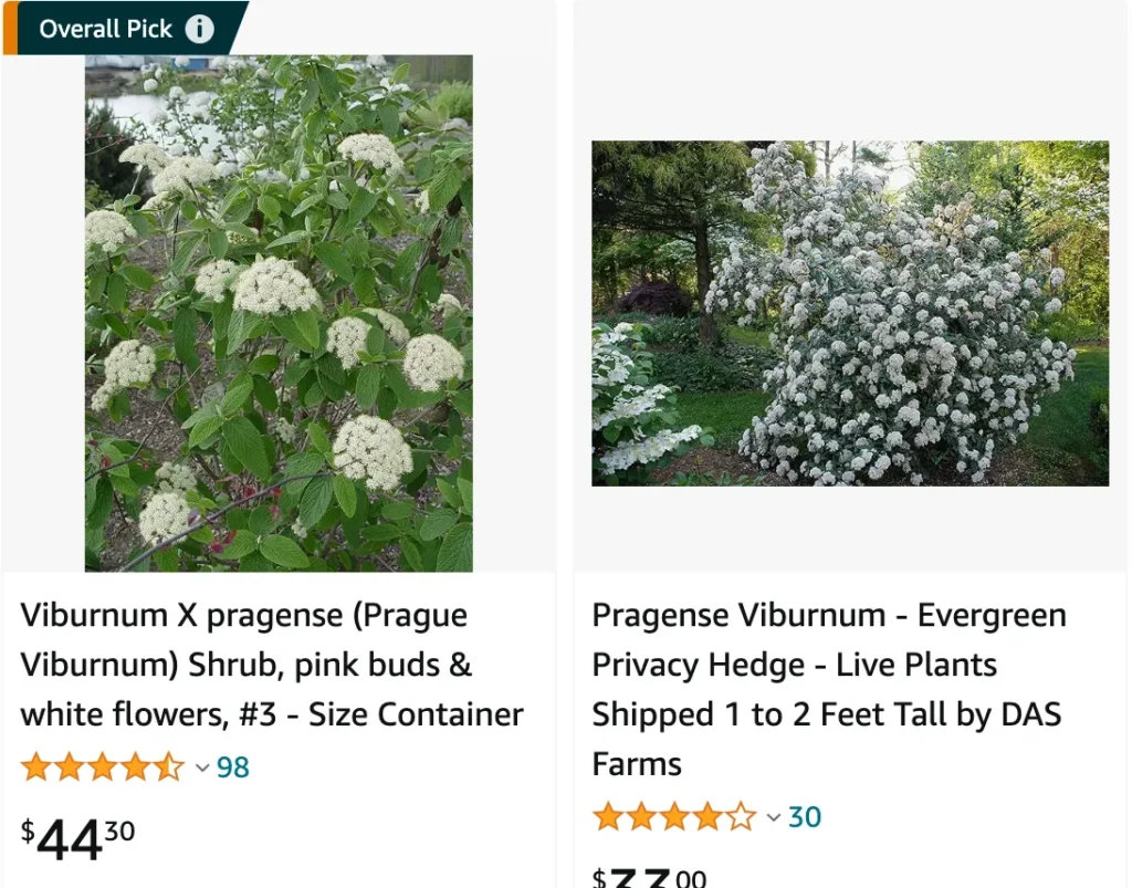 Prague Viburnum | Monsteraholic