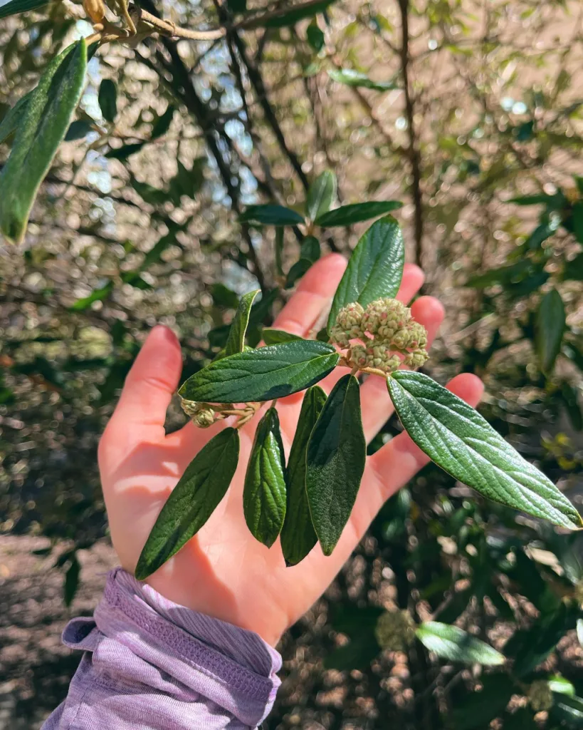 Prague Viburnum