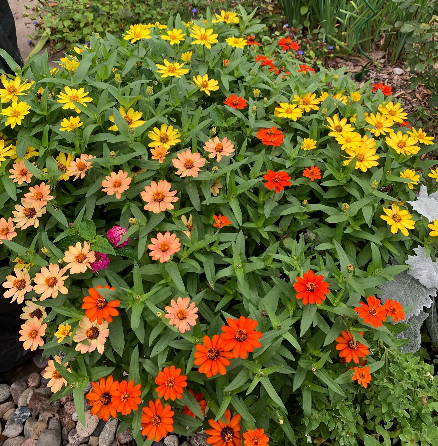 Plant FAQs Profusion Zinnia