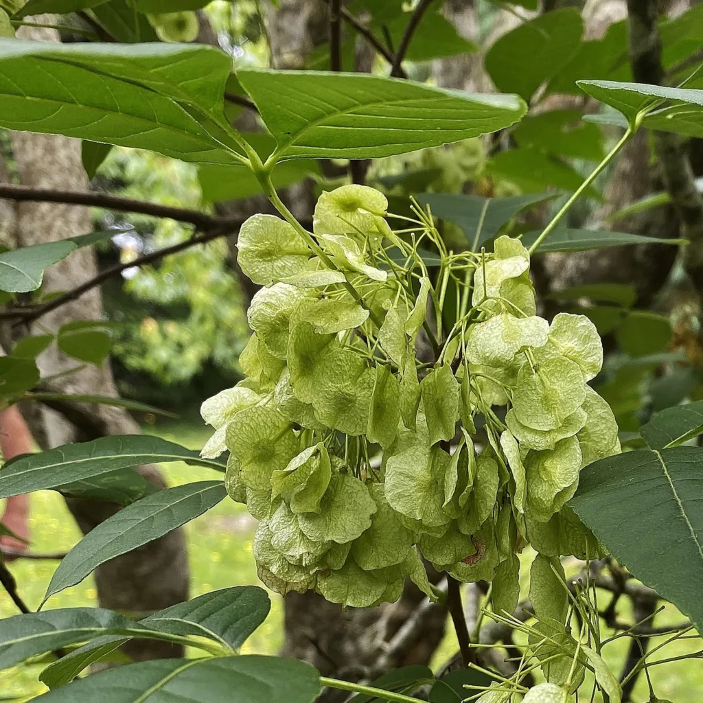 Ptelea Trifoliata