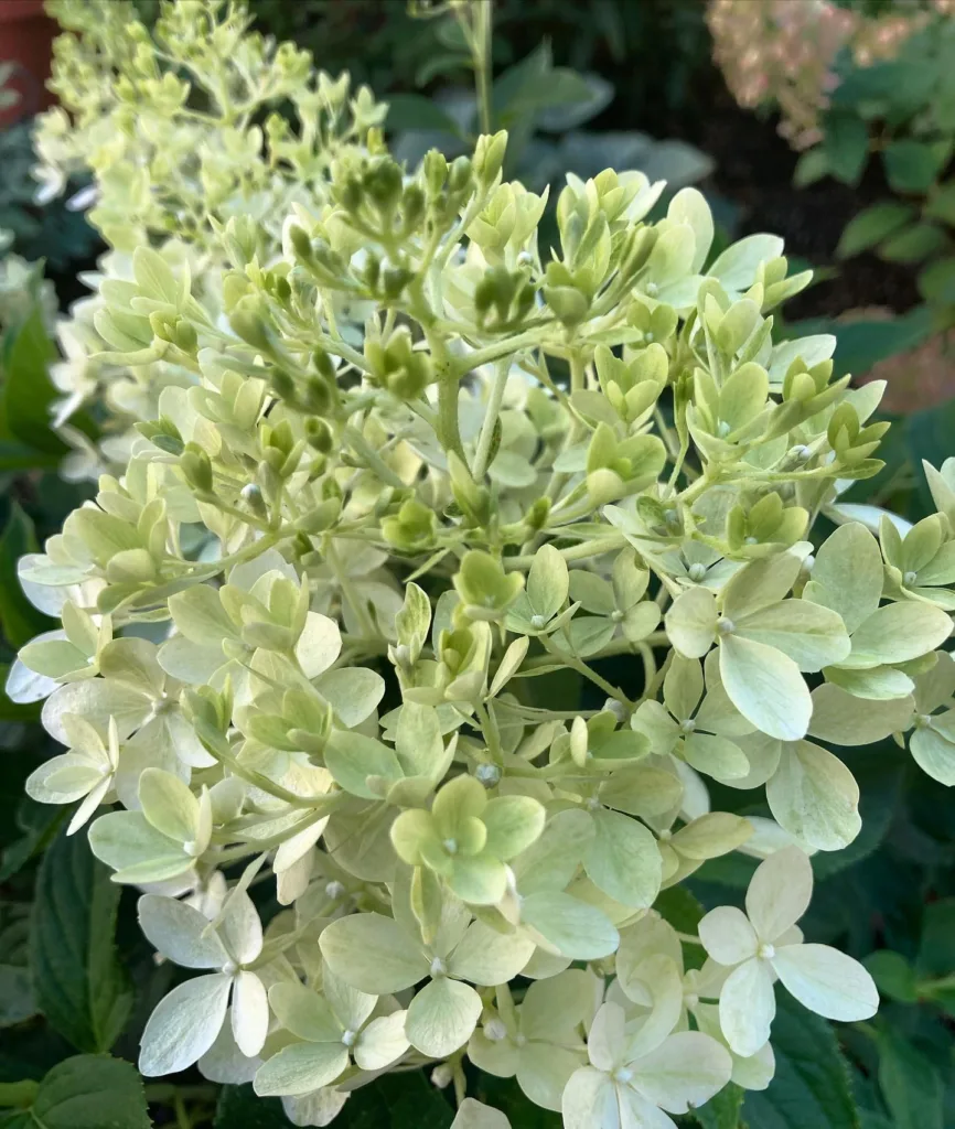 Puffer Fish Hydrangea