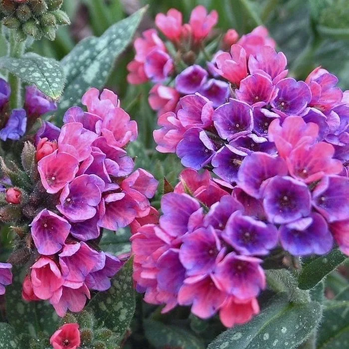 Pulmonaria Raspberry Splash