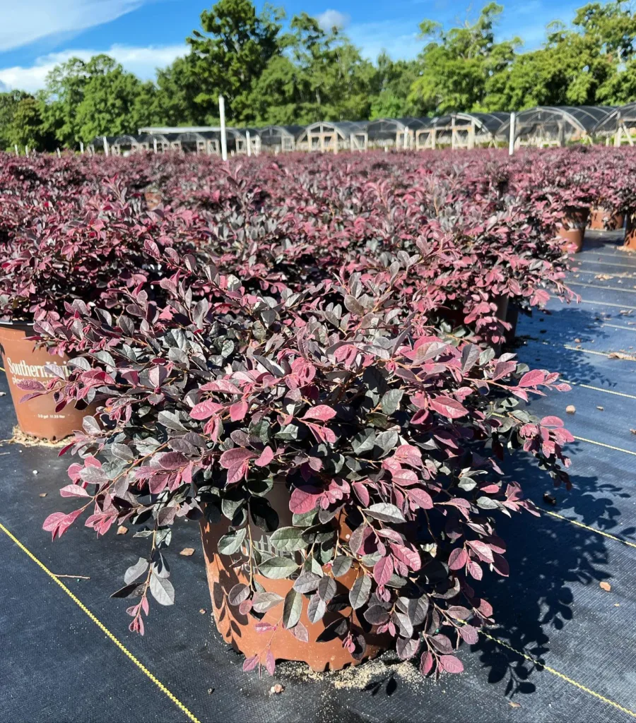 Purple Diamond Loropetalum