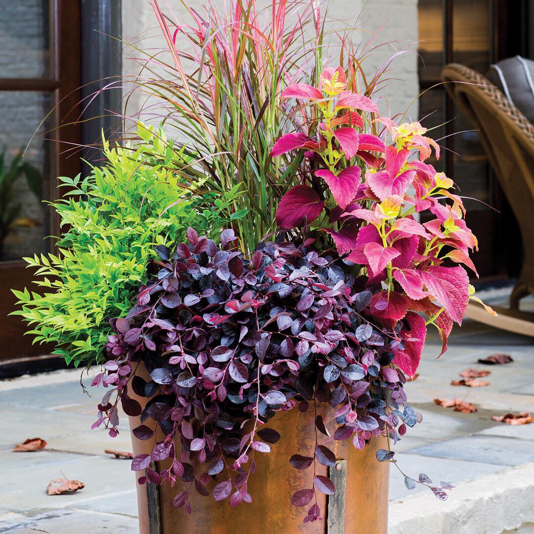 Plant FAQs: Purple Pixie Loropetalum