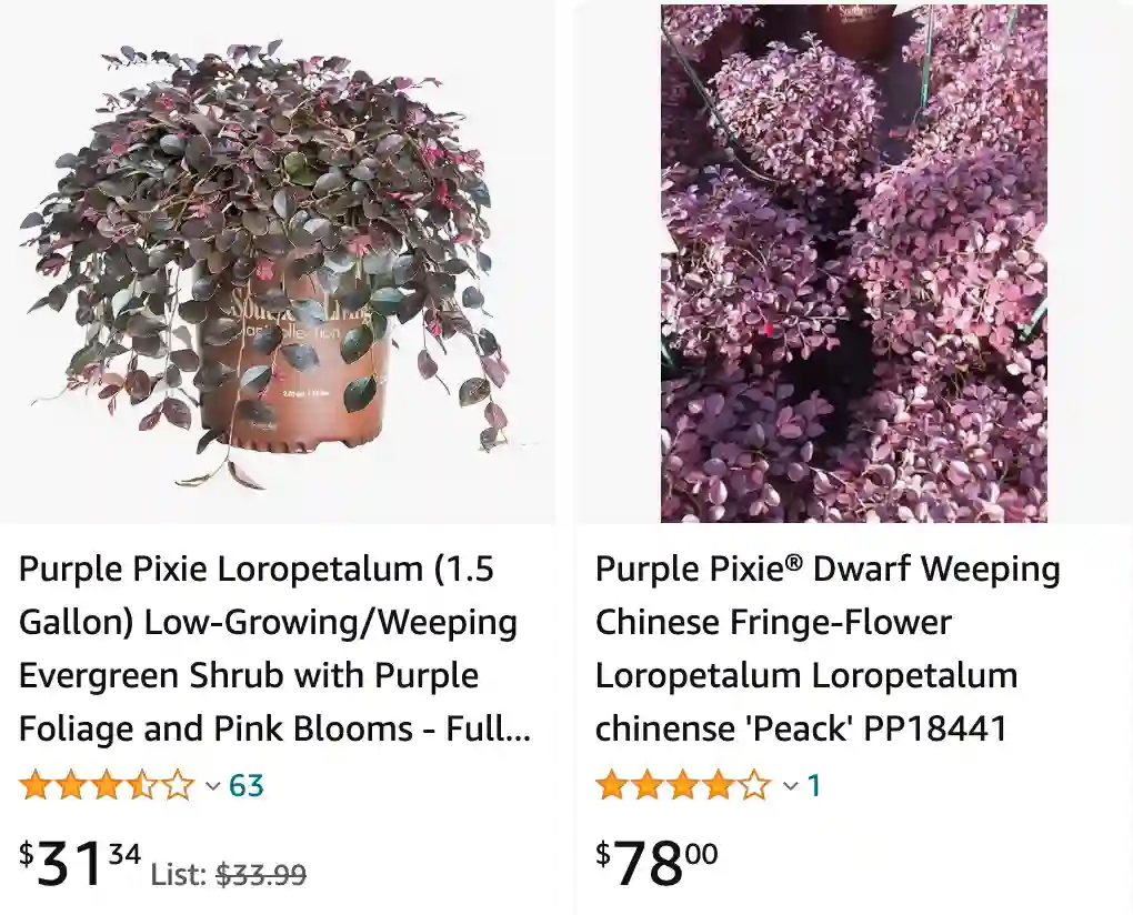 Purple Pixie Loropetalum | Monsteraholic